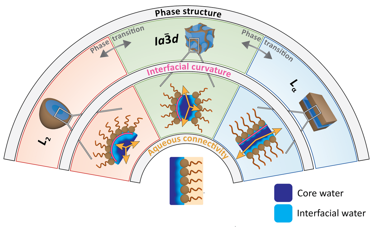 Geometry Matters: Controlling Water Dynamics in Lipidic Environments ...